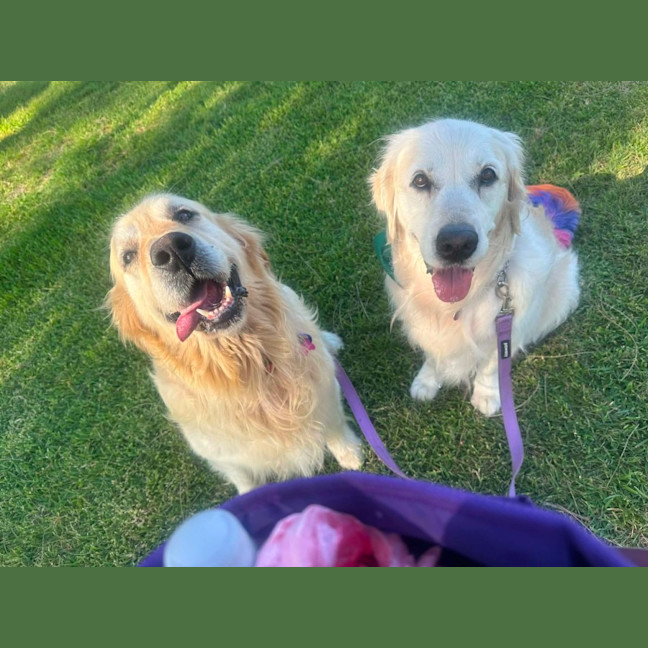 Photo of Max   8 Year Old Golden Retriever