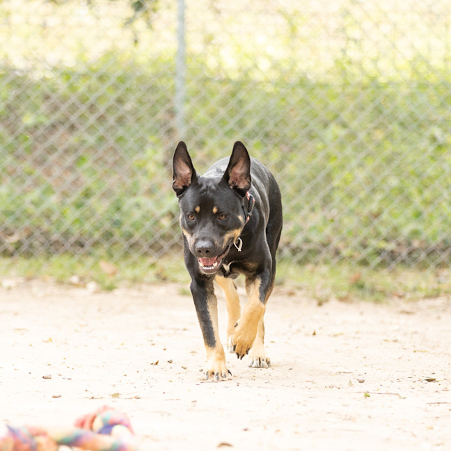 Photo of Echo