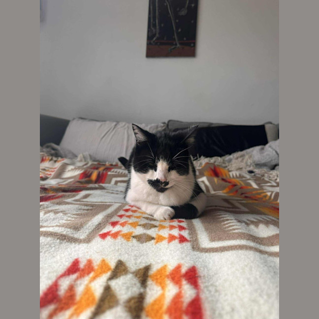 Photo of Douglas    In Foster Care In Thornbury