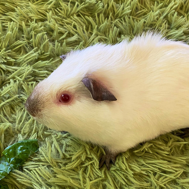 Photo of Popcorn / Cheddar