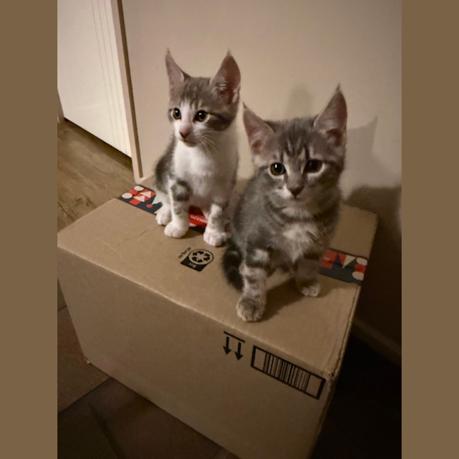 Photo of Bazil Meet Me At Petstock Keysborough