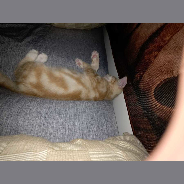 Photo of Shadow