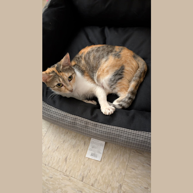 Photo of Lotus