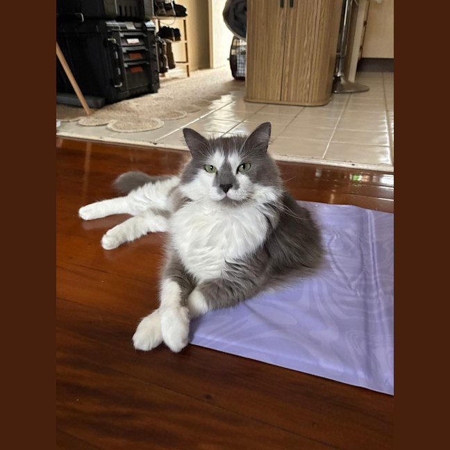 Photo of Minke