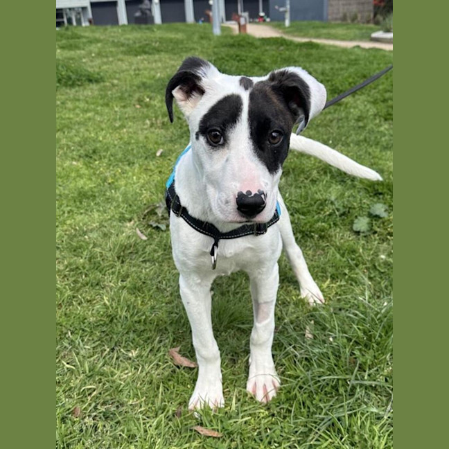 Photo of Louie