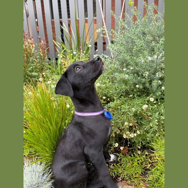 Photo of Jet   8 Week Old Wolfhound X