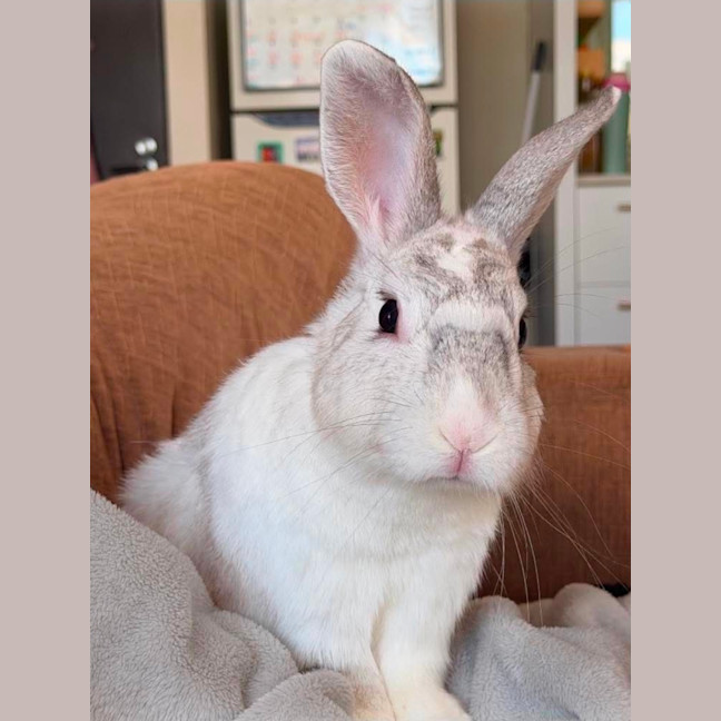 Photo of Juno