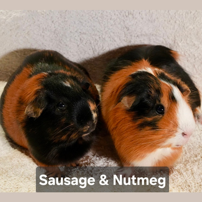 Photo of Sausage & Nutmeg