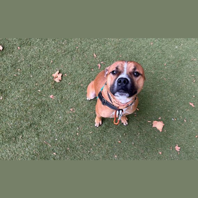 Photo of Wiggle Worm