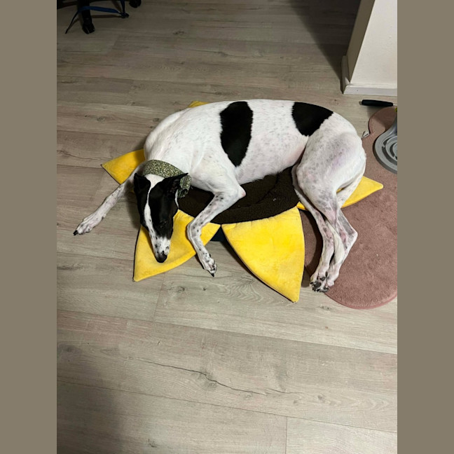 Photo of Panda, The Greyhound