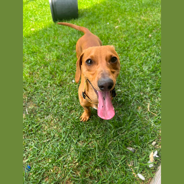 Photo of Hank The Sausage!