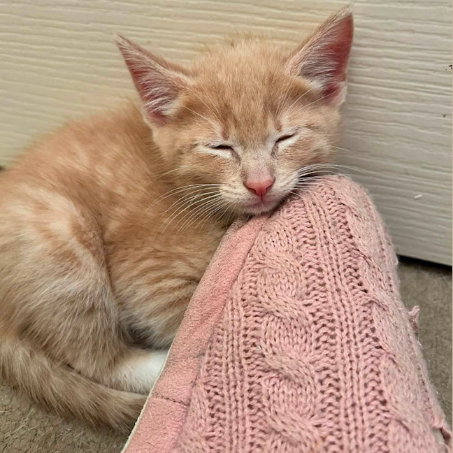 Photo of Crunchy