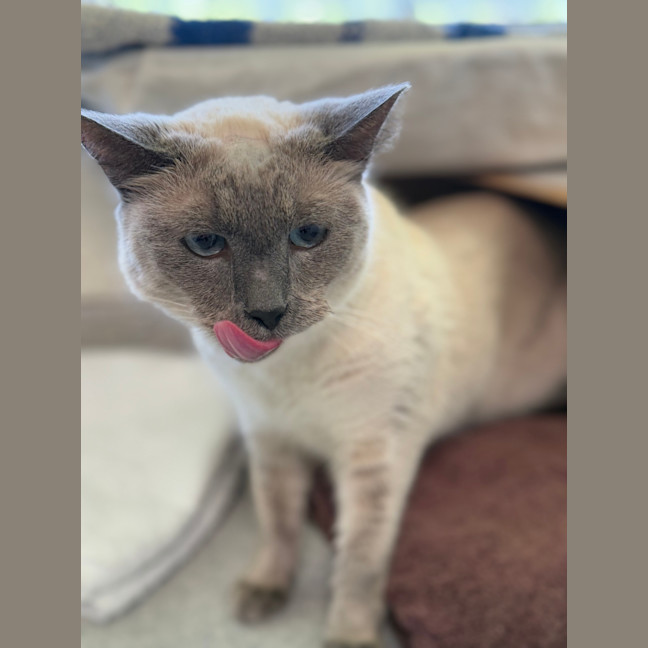 Photo of Princess