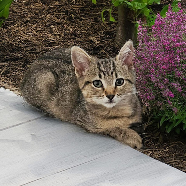 Photo of 12319   Sonic