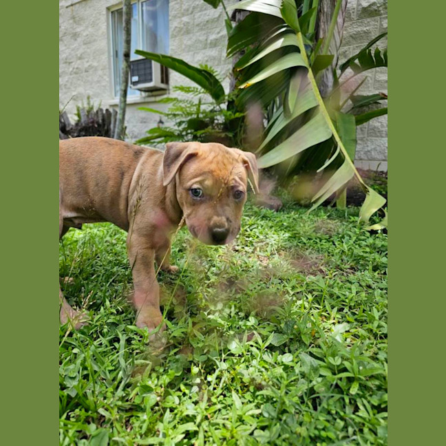 Photo of Hank