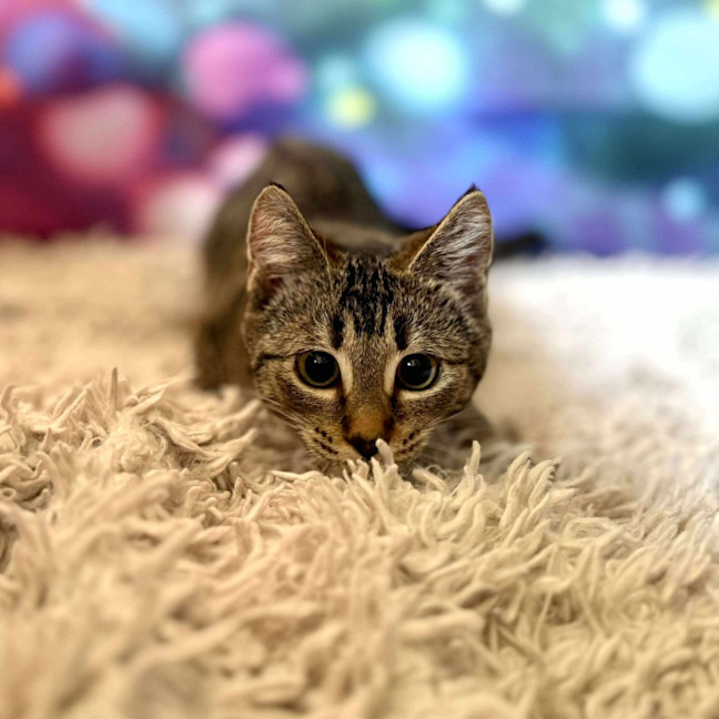 Photo of Victoria (Located In Eltham North) 