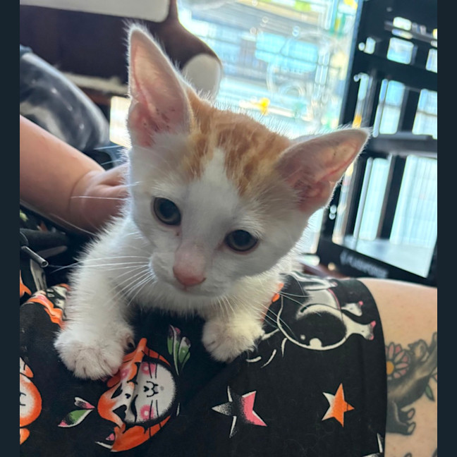 Photo of Bean **2nd Chance Cat Rescue**