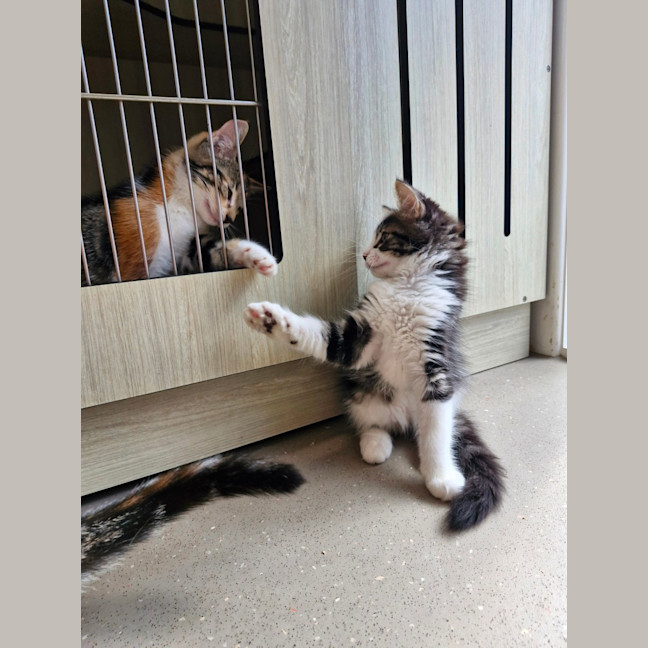 Photo of C1410 Kenzo 