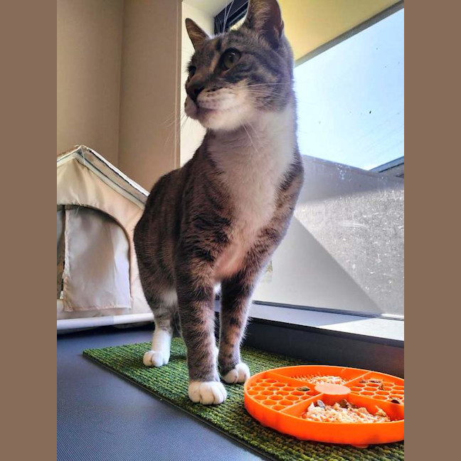 Photo of Grey
