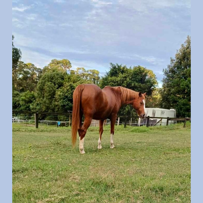 Photo of Blaze   Assisted Rehome