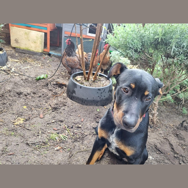 Photo of Zigzag 
