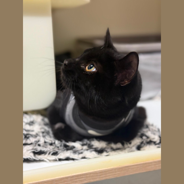 Photo of 👒 Bernadette 6269 👒