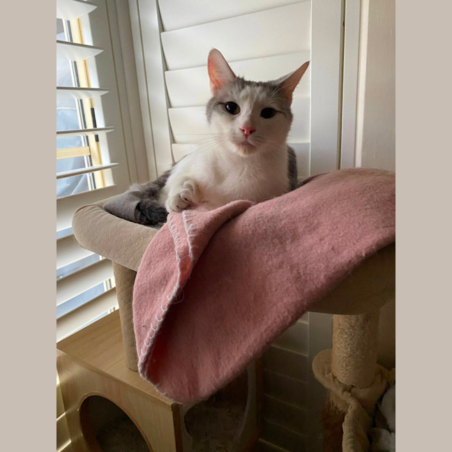 Photo of Rose *9 Lives Project Rescue*