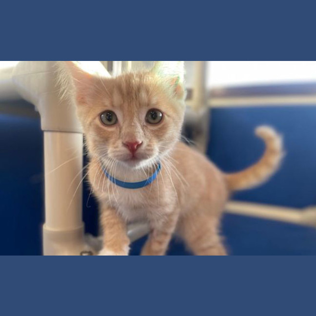 Photo of Archie