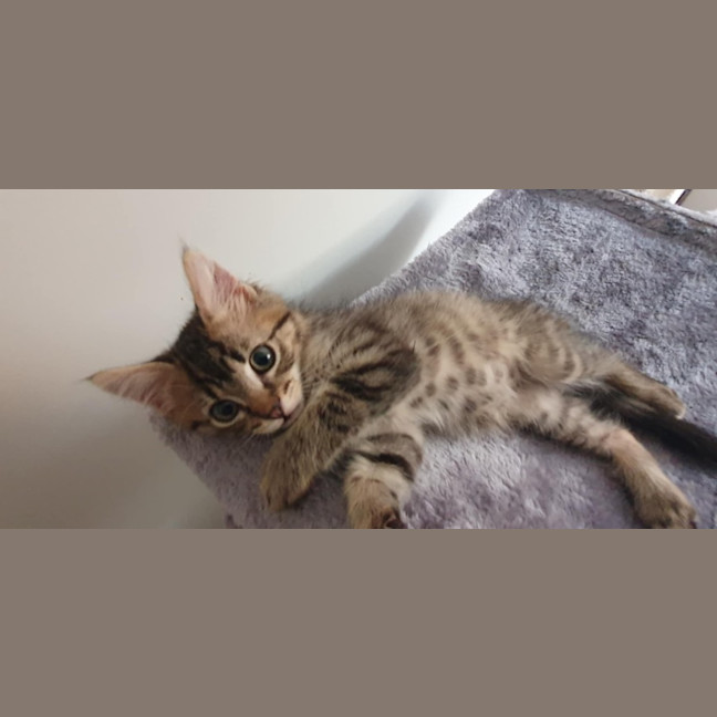 Photo of Lemon & Lime 