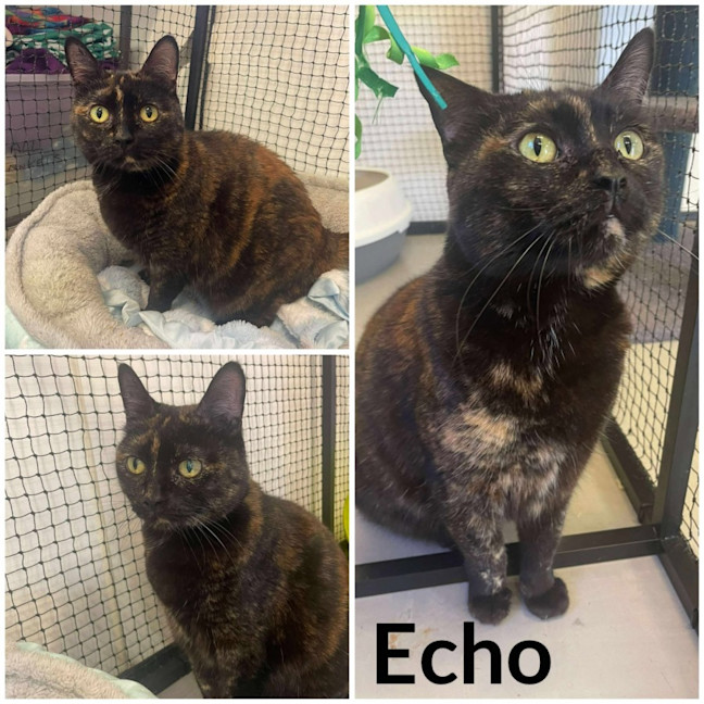 Photo of Echo