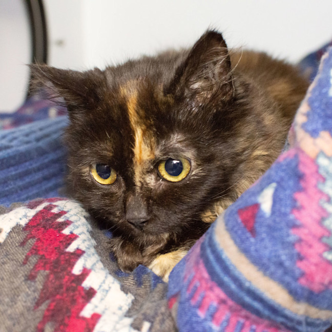 Photo of Twistie
