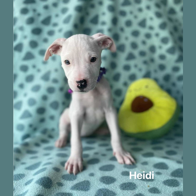 Photo of Heidi