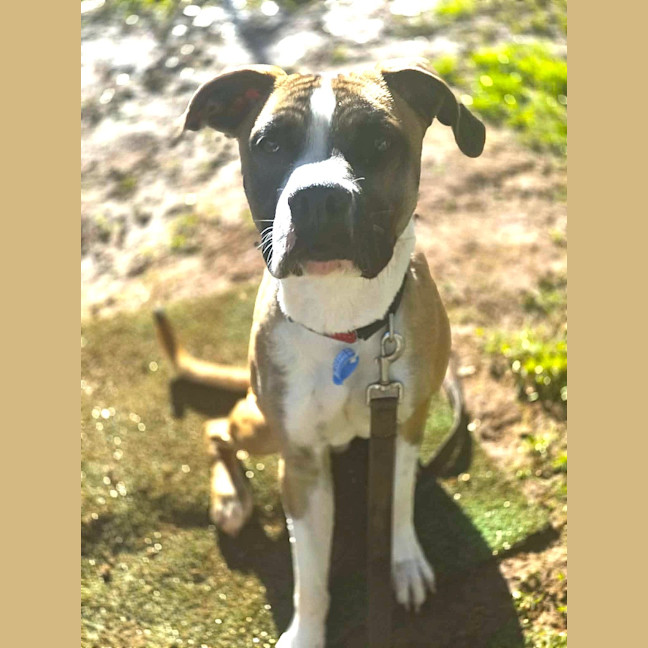 Photo of Boo