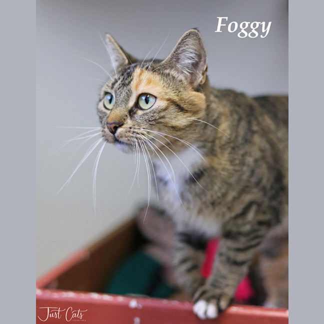 Photo of Foggy