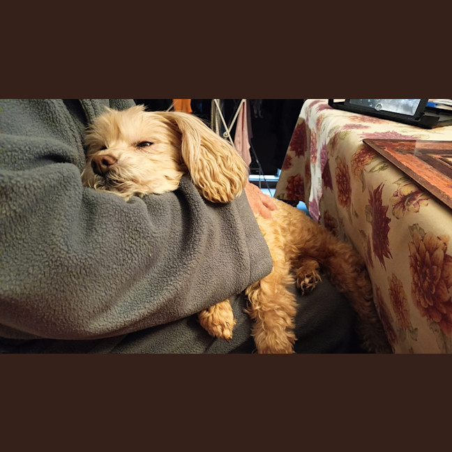 Photo of Dolce