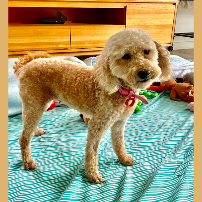 Photo of Sweet Little Lily