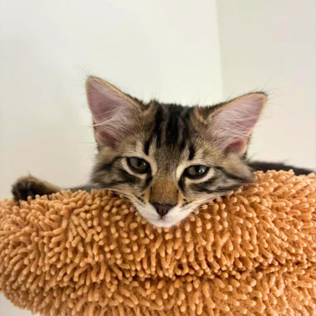 Photo of Scout