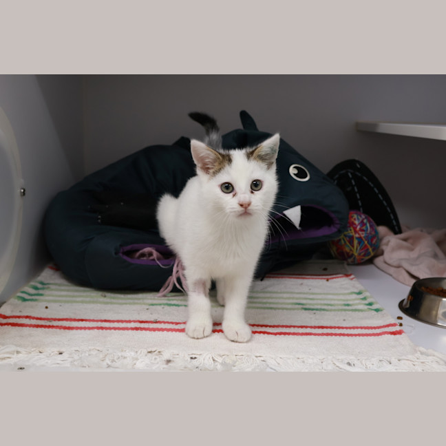 Photo of Snowball