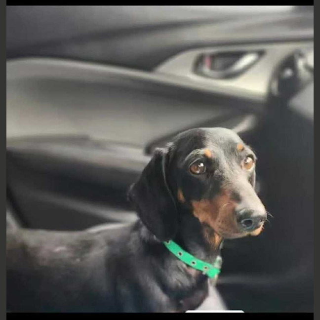 Photo of Rosie Roo Roo 