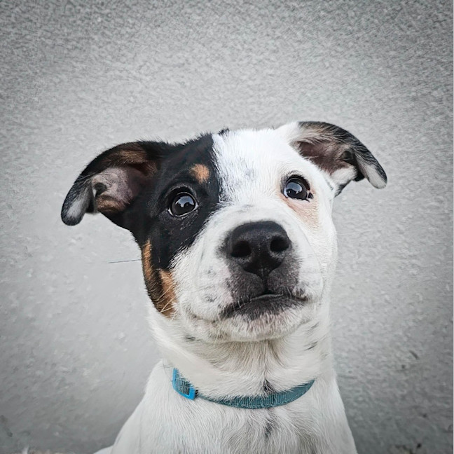 Photo of Ada
