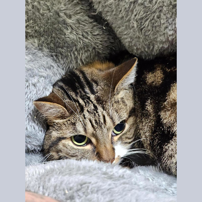 Photo of 🧶 Maggie 7215 🧶