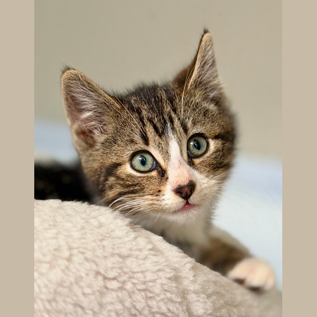 Photo of Jovi