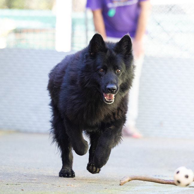 Photo of Wolfie