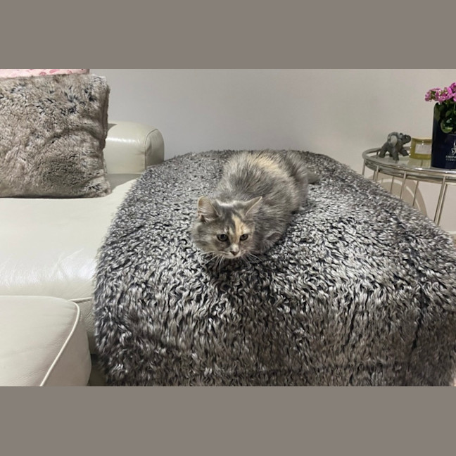 Photo of Pumpkin 
