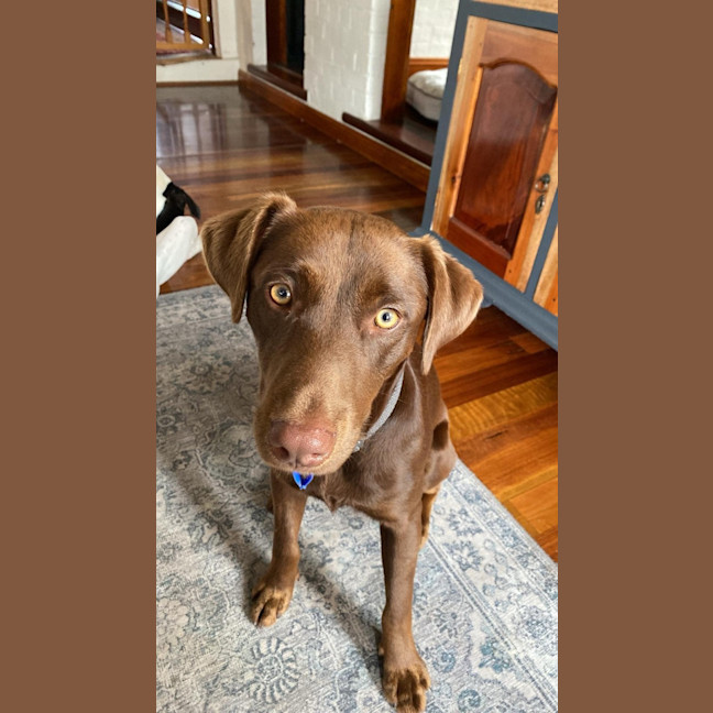 Photo of Bear   1 Year Old Labrador X Kelpie 