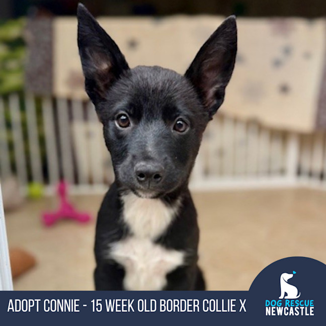 Photo of Connie   15 Week Old Border Collie X
