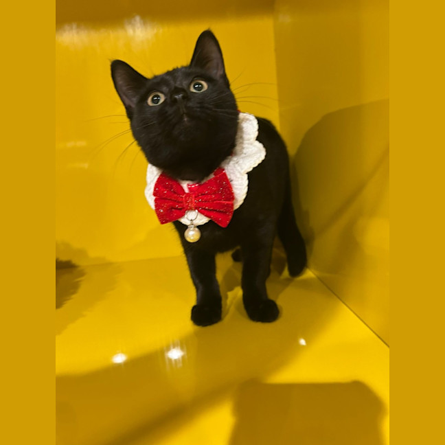 Photo of Binkus Mc Stinkus