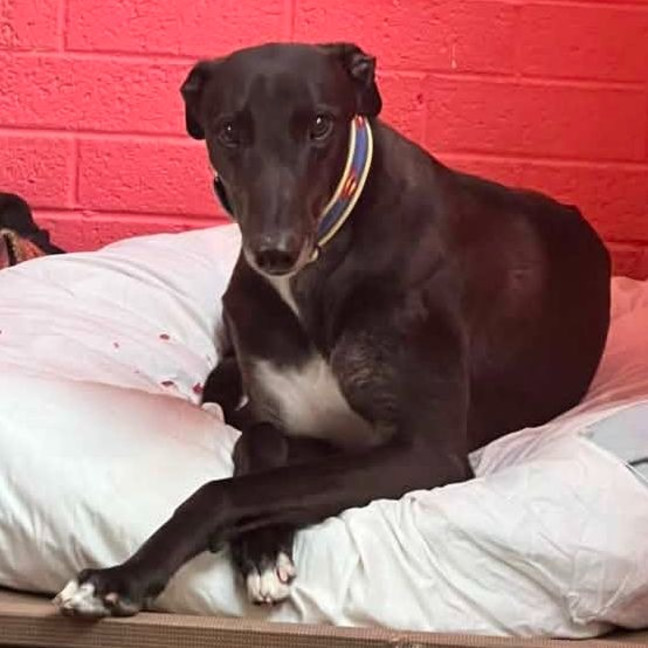 Photo of Holden The Greyhound