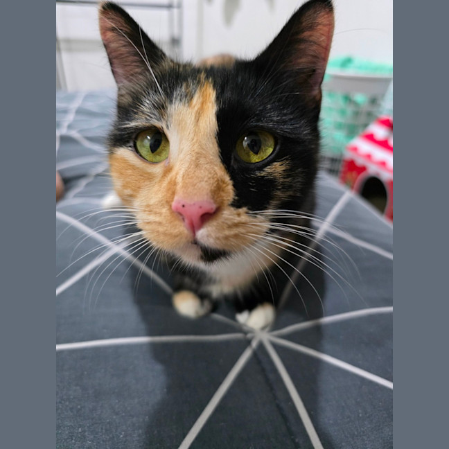 Photo of Calypso