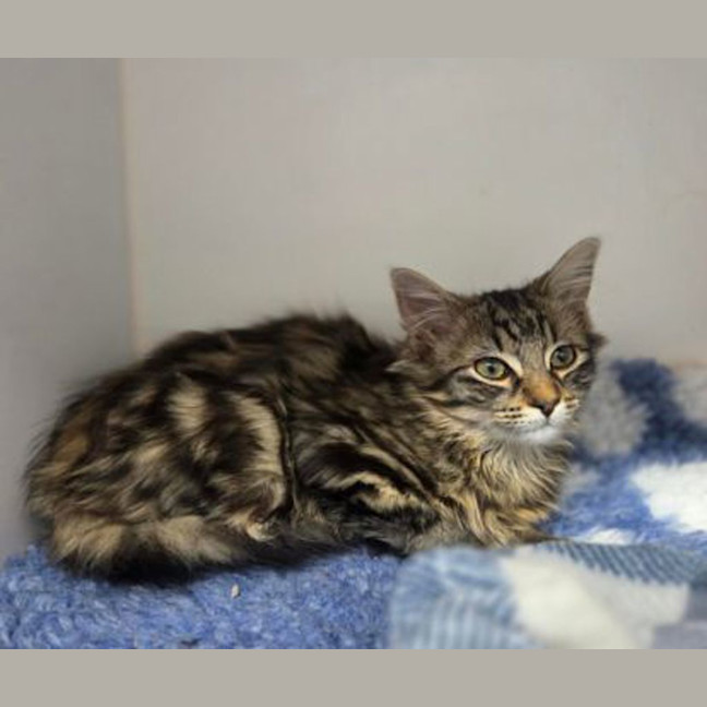 Photo of Muffin
